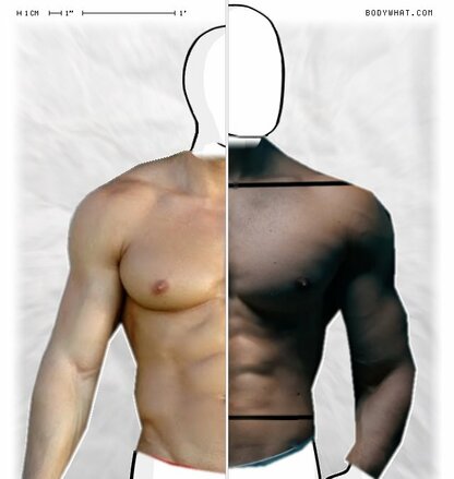 Torso Comparison