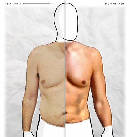 Torso Comparison