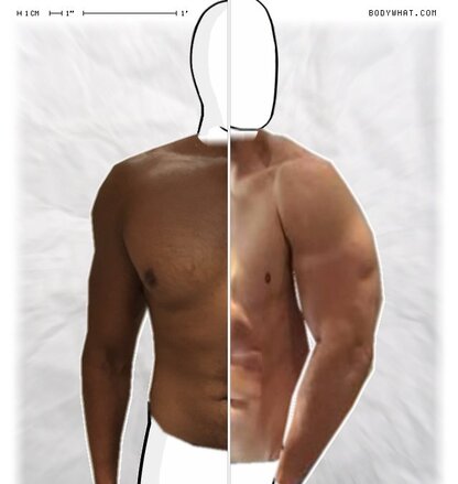 Torso Comparison