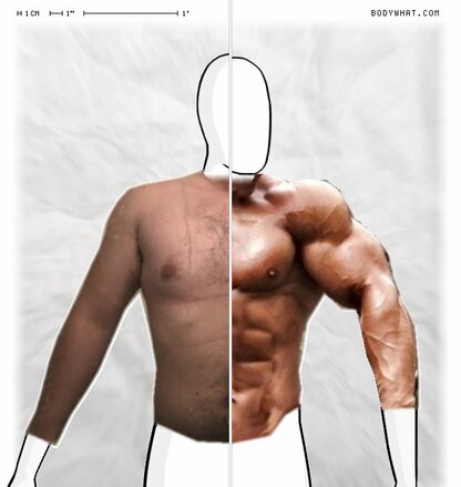 Torso Comparison
