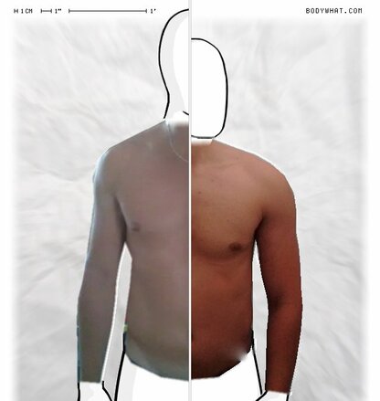 Torso Comparison