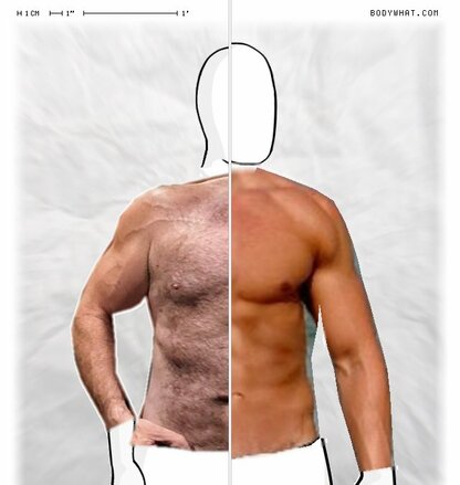 Torso Comparison