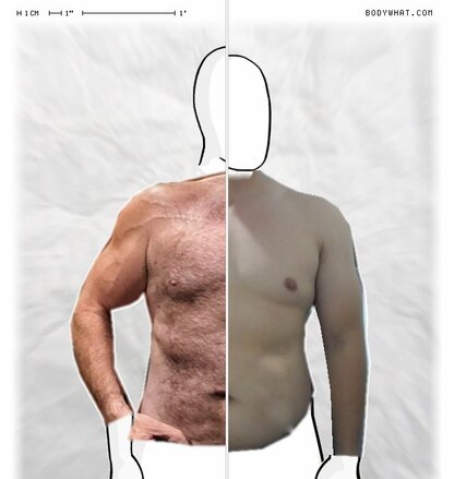 Torso Comparison