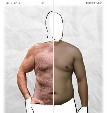 Torso Comparison