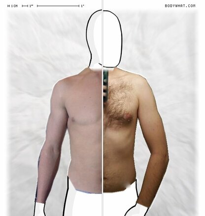 Torso Comparison