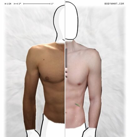 Torso Comparison