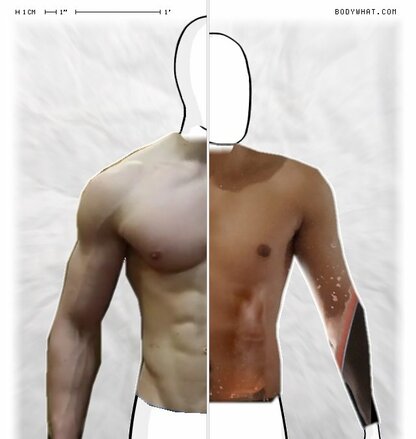 Torso Comparison