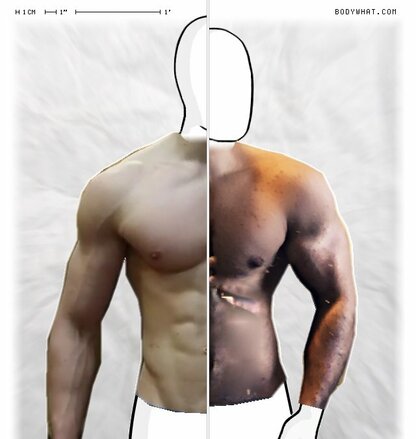 Torso Comparison