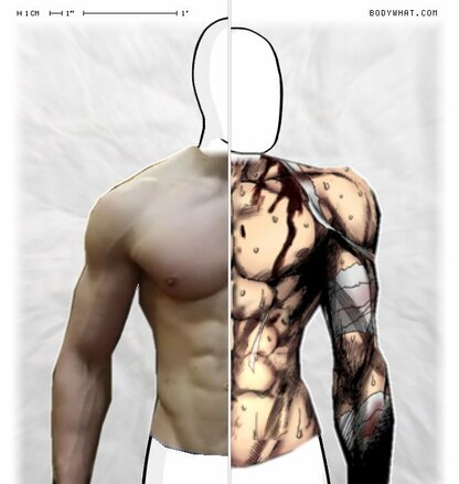 Torso Comparison