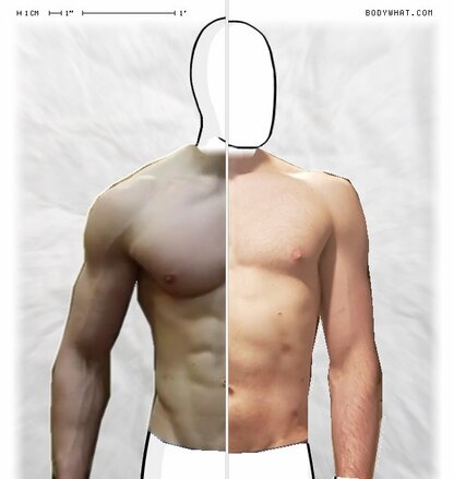 Torso Comparison