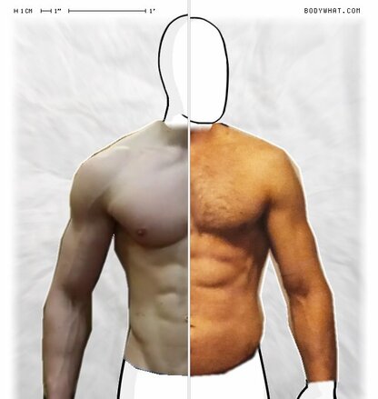 Torso Comparison