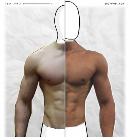 Torso Comparison