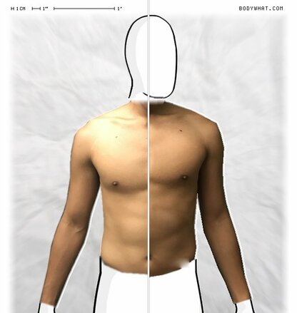 Torso Comparison