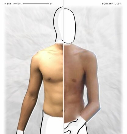 Torso Comparison