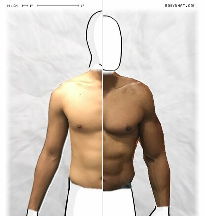 Torso Comparison