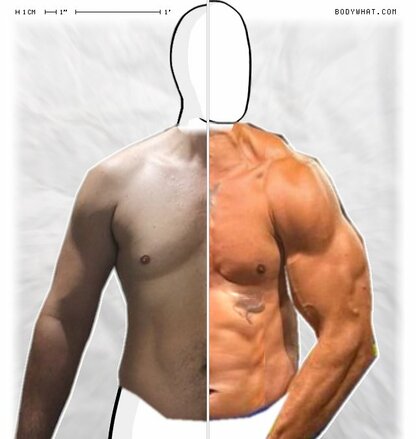 Torso Comparison