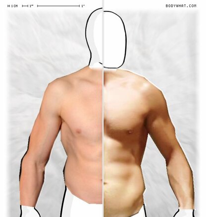 Torso Comparison