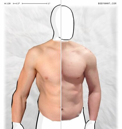 Torso Comparison