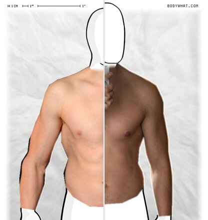 Torso Comparison