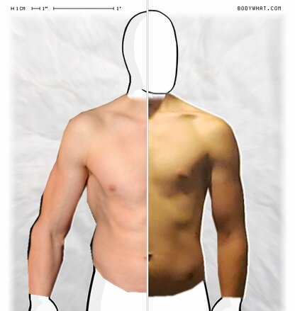 Torso Comparison