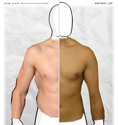 Torso Comparison