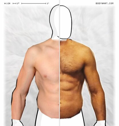 Torso Comparison