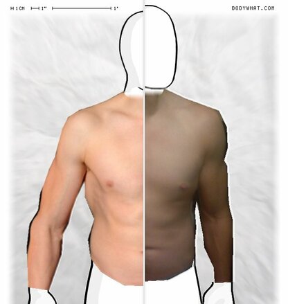 Torso Comparison