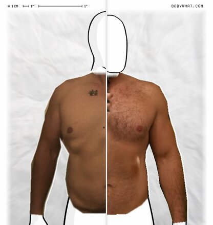 Torso Comparison