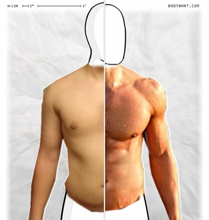 Torso Comparison