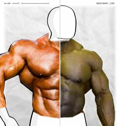 Torso Comparison