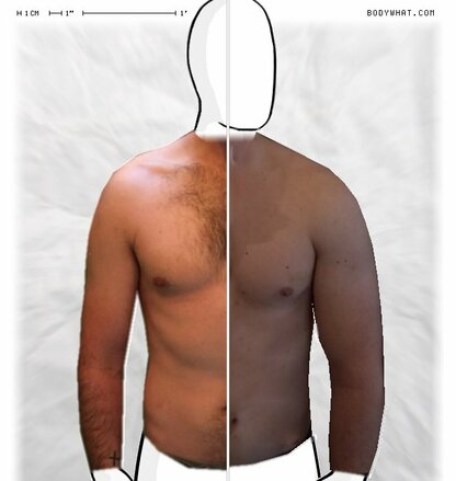 Torso Comparison