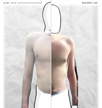 Torso Comparison