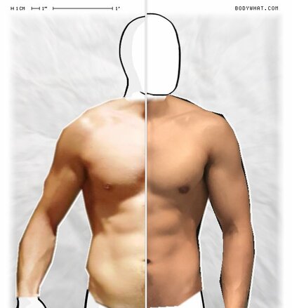 Torso Comparison