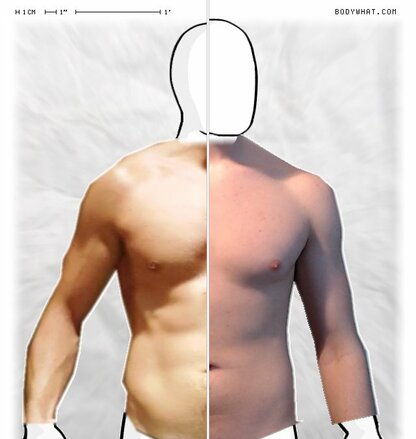 Torso Comparison