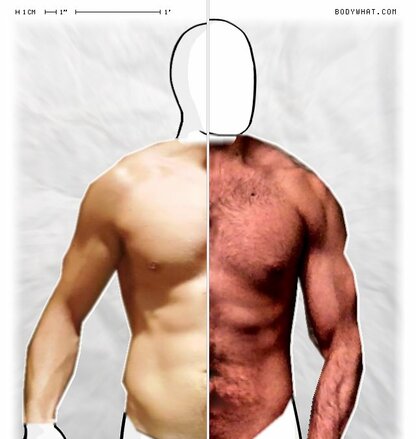 Torso Comparison