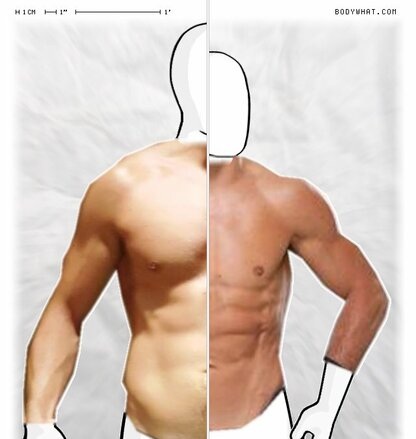 Torso Comparison