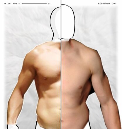 Torso Comparison