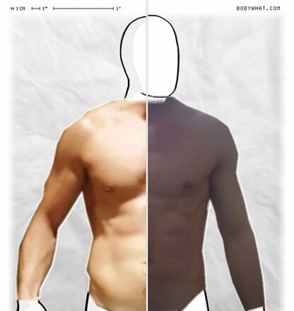 Torso Comparison