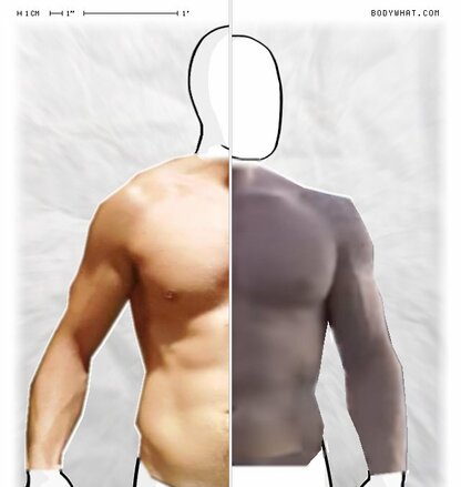 Torso Comparison