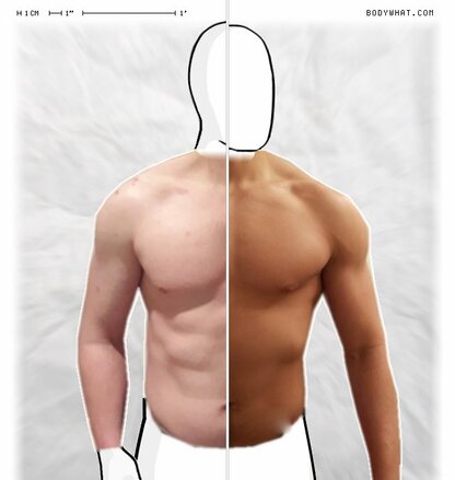 Torso Comparison