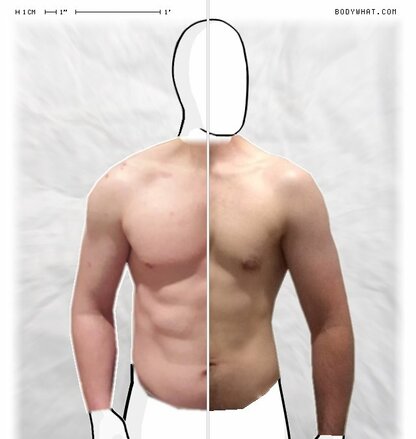 Torso Comparison