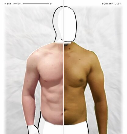 Torso Comparison