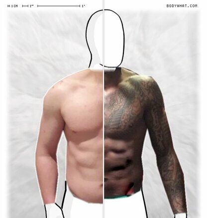 Torso Comparison