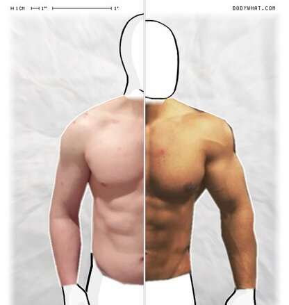 Torso Comparison