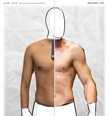 Torso Comparison