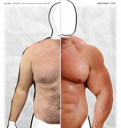 Torso Comparison