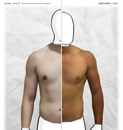 Torso Comparison