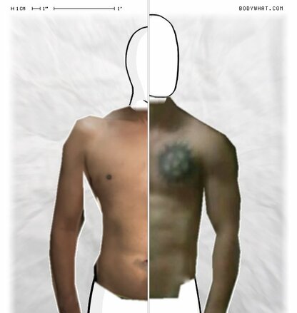 Torso Comparison