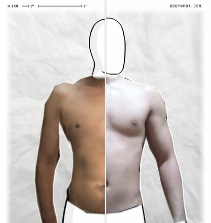 Torso Comparison