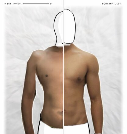 Torso Comparison